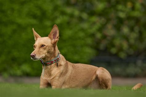 podenco portugués|Portuguese Podengo Breed Facts & Personality